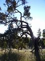 Eucalypt, Yarrowyck IMGP9797